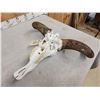 Image 4 : African Blue Wildebeest Skull Taxidermy