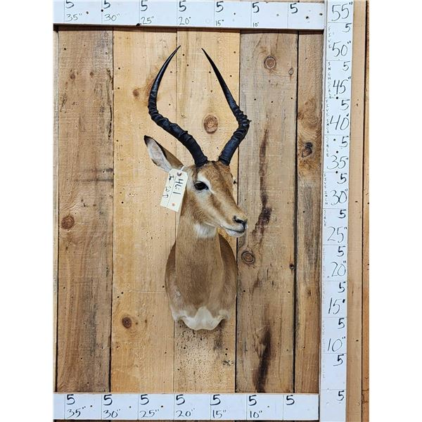 African Impala Shoulder Mount Taxidermy