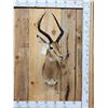 Image 1 : African Impala Shoulder Mount Taxidermy