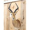 Image 2 : African Impala Shoulder Mount Taxidermy