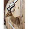 Image 3 : African Impala Shoulder Mount Taxidermy