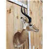 Image 4 : African Impala Shoulder Mount Taxidermy