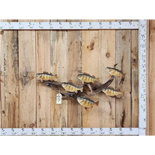 6 Yellow Perch On Driftwood Real Skin Fish Taxidermy