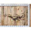 Image 1 : 6 Yellow Perch On Driftwood Real Skin Fish Taxidermy