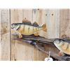 Image 2 : 6 Yellow Perch On Driftwood Real Skin Fish Taxidermy