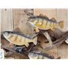Image 3 : 6 Yellow Perch On Driftwood Real Skin Fish Taxidermy