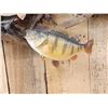 Image 4 : 6 Yellow Perch On Driftwood Real Skin Fish Taxidermy