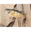 Image 5 : 6 Yellow Perch On Driftwood Real Skin Fish Taxidermy