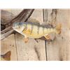 Image 6 : 6 Yellow Perch On Driftwood Real Skin Fish Taxidermy