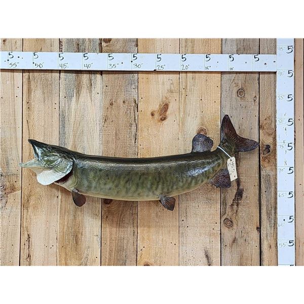 52" Muskie Real Skin Fish Taxidermy