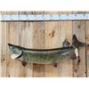 Image 2 : 52" Muskie Real Skin Fish Taxidermy