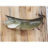 Image 3 : 52" Muskie Real Skin Fish Taxidermy