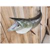 Image 4 : 52" Muskie Real Skin Fish Taxidermy