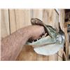 Image 5 : 52" Muskie Real Skin Fish Taxidermy