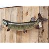 Image 6 : 52" Muskie Real Skin Fish Taxidermy