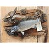Image 2 : 16" Striper Real Skin Fish Taxidermy