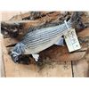 Image 4 : 16" Striper Real Skin Fish Taxidermy