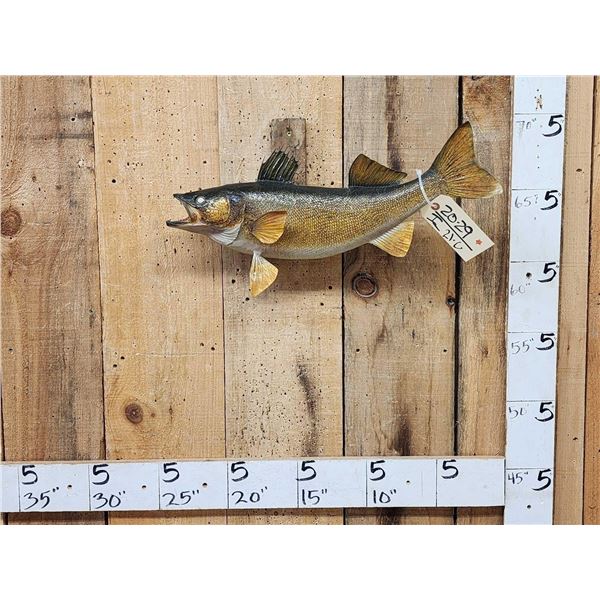 22" Walleye Real Skin Fish Taxidermy