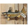 Image 2 : 22" Walleye Real Skin Fish Taxidermy