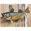 Image 3 : 22" Walleye Real Skin Fish Taxidermy