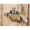 Image 4 : 22" Walleye Real Skin Fish Taxidermy