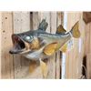 Image 5 : 22" Walleye Real Skin Fish Taxidermy