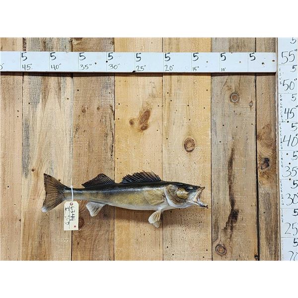 28" Walleye Real Skin Fish Taxidermy