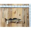 Image 1 : 28" Walleye Real Skin Fish Taxidermy