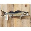 Image 2 : 28" Walleye Real Skin Fish Taxidermy