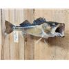 Image 3 : 28" Walleye Real Skin Fish Taxidermy