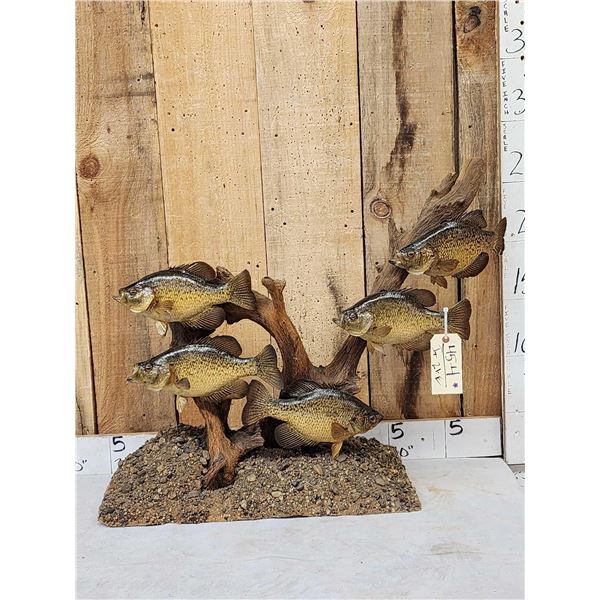 5 Crappie Schooling Around Driftwood Real Skin Fish Taxidermy