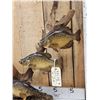Image 2 : 5 Crappie Schooling Around Driftwood Real Skin Fish Taxidermy