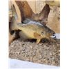 Image 3 : 5 Crappie Schooling Around Driftwood Real Skin Fish Taxidermy