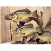 Image 4 : 5 Crappie Schooling Around Driftwood Real Skin Fish Taxidermy