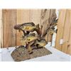 Image 5 : 5 Crappie Schooling Around Driftwood Real Skin Fish Taxidermy