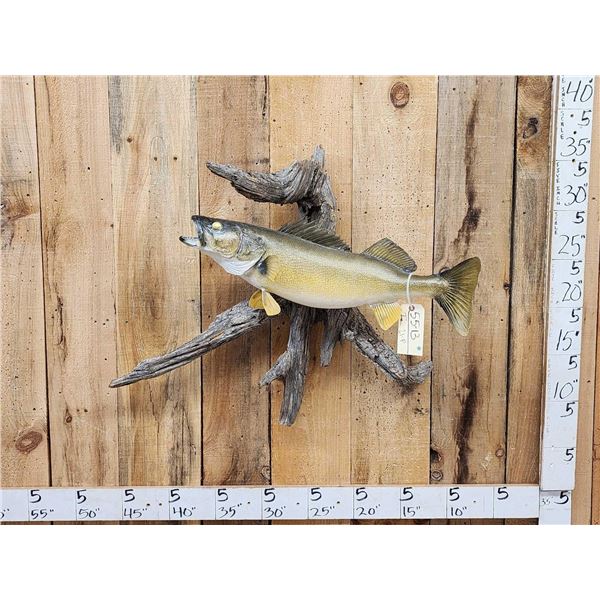29" Walleye Real Skin Fish Taxidermy