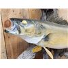 Image 2 : 29" Walleye Real Skin Fish Taxidermy