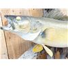 Image 3 : 29" Walleye Real Skin Fish Taxidermy