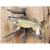 Image 4 : 29" Walleye Real Skin Fish Taxidermy