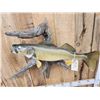 Image 5 : 29" Walleye Real Skin Fish Taxidermy