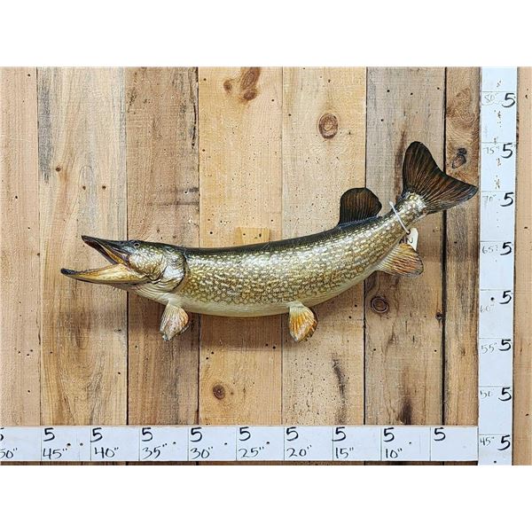 42" Northern Pike Real Skin Fish Taxidermy