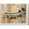 Image 1 : 42" Northern Pike Real Skin Fish Taxidermy