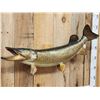 Image 2 : 42" Northern Pike Real Skin Fish Taxidermy