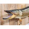Image 3 : 42" Northern Pike Real Skin Fish Taxidermy