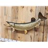 Image 4 : 42" Northern Pike Real Skin Fish Taxidermy