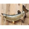 Image 5 : 42" Northern Pike Real Skin Fish Taxidermy