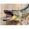 Image 6 : 42" Northern Pike Real Skin Fish Taxidermy