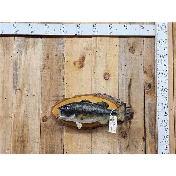 22" Largemouth Bass Real Skin Fish Taxidermy