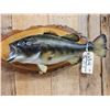 Image 2 : 22" Largemouth Bass Real Skin Fish Taxidermy