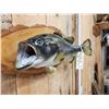Image 3 : 22" Largemouth Bass Real Skin Fish Taxidermy